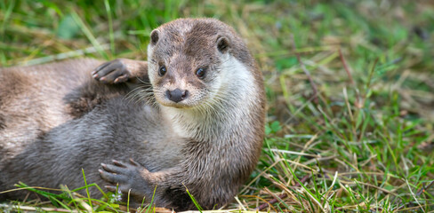 otter - Lutra lutra in nature