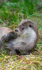 otter - Lutra lutra in nature