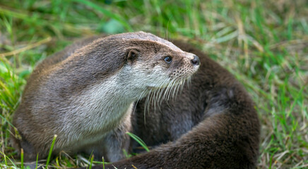 otter - Lutra lutra in nature