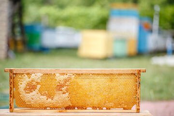 Honeycomb in the beekeeper's apiary, selective focus