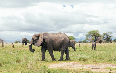 Naklejka na ściany i meble A family of elephants in the Tarangire, Tanzania, safari 