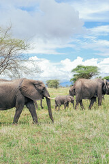 A family of elephants in the Tarangire, Tanzania, safari  - obrazy, fototapety, plakaty