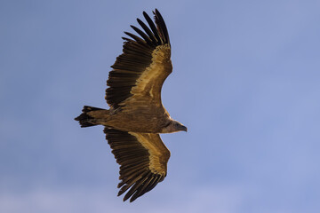 Buitre leonado ibérico en vuelo, en la Sierra de Guadarrama en Madrid. 
