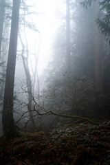 Obraz premium Foggy forest scene 