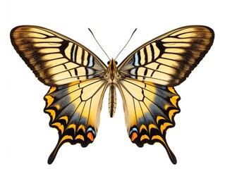 Exotic Butterfly Specimen Nature Isolated on White Background AI Generated