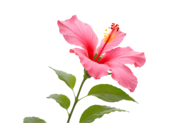 hibiscus flower isolated on transparent background