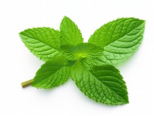 Fresh Mint Leaf Herbal Organic Isolated on White Background AI Generated - obrazy, fototapety, plakaty