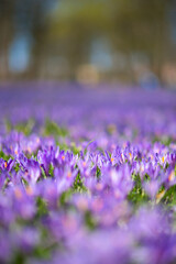 Husum, Schlosspark,Krokusblüte, Blumen, Frühling