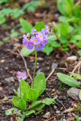 Drumstick primula (Primula denticulata) on a flowerbed in the garden