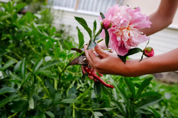 gardener picks pink peony in summer garden with a pair of pruning shears. Collecting cut flowers