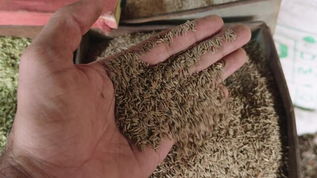 closeup of man hand showing cumin seeds from a bin or sack indian food market
