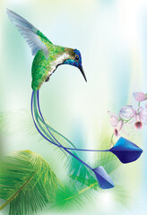 Brightly colored hummingbird Marvelous Spatuletail in flight. Vector curves and mesh illustration