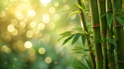 bamboo close up background with bokeh lights, large copyspace area, offcenter composition