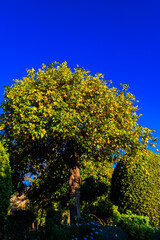 Fototapeta premium Lemons hanging on tree branches of lemon tree in the garden