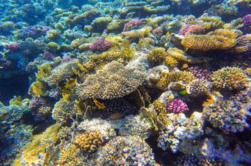 multi-colored background with coral reef with fish in Egypt
