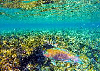 Naklejka na ściany i meble multi-colored background with coral reef with fish in Egypt