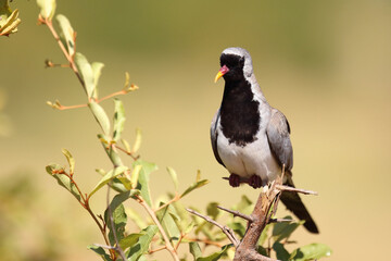 Kapt&auml;ubchen oder Maskent&auml;ubchen / Namaqua dove / Oena capensis