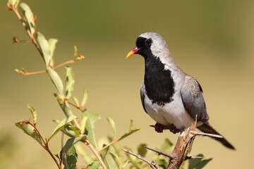 Kaptäubchen oder Maskentäubchen / Namaqua dove / Oena capensis