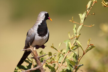 Kaptäubchen oder Maskentäubchen / Namaqua dove / Oena capensis