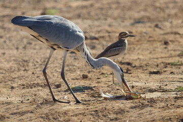 Afrikanischer Graureiher / Grey heron / Ardea cinerea