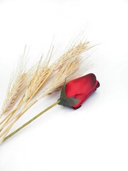 Saint George's rose and wheat isolated on white 