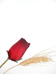 red rose and wheat background