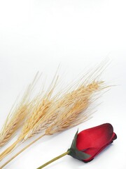 Sant Jordi's red rose and wheat isolated on white 