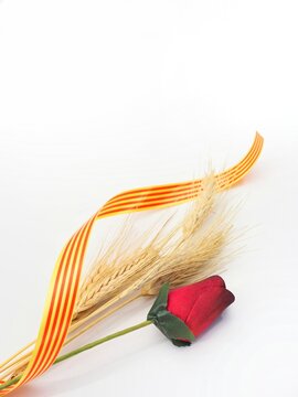 Red rose, wheat and catal&aacute;n flag. Rosa de Sant Jordi with senyera