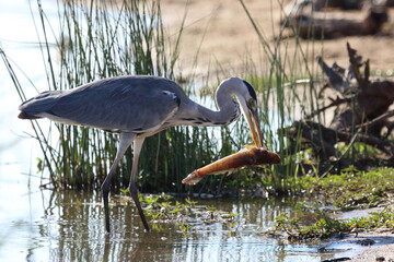 Afrikanischer Graureiher / Grey heron / Ardea cinerea