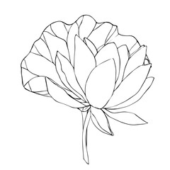 Lotus flowers, leaves and buds black line art. Botanical hand drawn vector illustration. Outline floral drawing for for logo, tattoo, packaging design, compositions. Water Lily natural vector design.