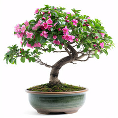 Naklejka premium Floral Delicacy: A Blooming Pink Azalea Bonsai Tree in Elegant Display, isolated on white background with full depth of field and deep focus fusion 