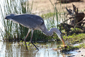 Afrikanischer Graureiher / Grey heron / Ardea cinerea