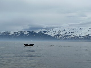 Blue whale iceland