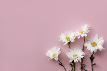 Beautiful chamomile daisy flower on pink background. Springtime composition with copy space.