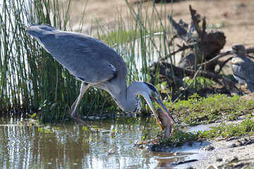 Afrikanischer Graureiher / Grey heron / Ardea cinerea