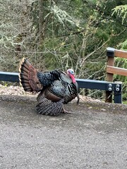 Tom turkey strutting around