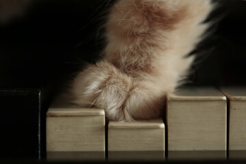 Ginger Kitten paw on piano key. domestic pet, vintage old piano.Music concept