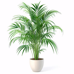 Tropical Retreat: A Lush Parlor Palm Flourishing in a Classic Terra Cotta Pot, isolated on white background with full depth of field and deep focus fusion

