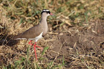 Kronenkiebitz / Crowned plover or Crowned lapwing / Vanellus coronatus
