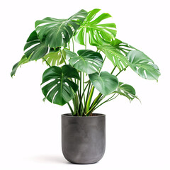 Jungle Essence: Monstera Deliciosa Thriving in a Minimalist Concrete Planter, isolated on white background with full depth of field and deep focus fusion
