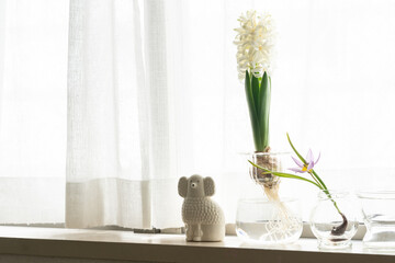 白いヒヤシンスとピンクのチューリップの水耕栽培