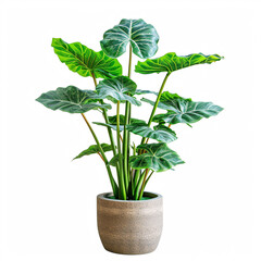 Velvet Touch: A Striking Alocasia Plant with Arrowhead Leaves in a Sleek Black Pot, isolated on white background with full depth of field and deep focus fusion
