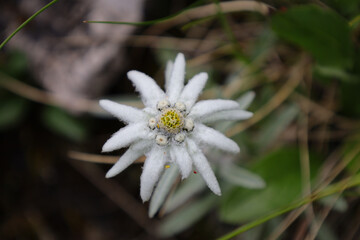 Piękny, biały kwiat szarotki alpejskiej rosnący w tatrzańskiej dolinie na skraju lasu. A...