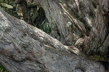 Tree stems of Pohutukawa tree at Takapuna beach.  Auckland New Zealand.