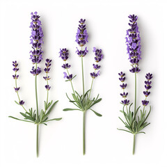 Fototapeta premium Lavender Blossoms in Full Bloom: Aromatic and Serene isolated on white background with full depth of field and deep focus fusion