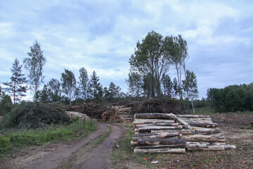 Fototapeta na wymiar Cut logs close up. Chopped firewood in the countryside.