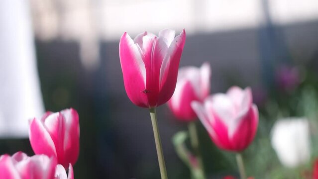 tulips. unusual tulips in the garden. Wild Red Data Book tulips Greig in the fields of Kazakhstan. Spring flowers under the rays of sunlight. Beautiful landscape of nature. Hi spring.