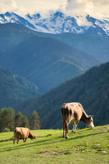 Kühe in den Bergen, Georgien