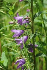 Campanula Rapunculus