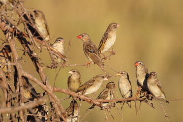 Blutschnabelweber / Red-billed quelea or Red-billed weaver / Quelea quelea